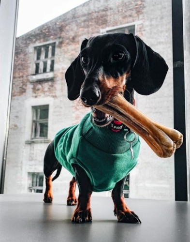 004-OLINGO- kosc-HIPOALERGICZNA-z-konina-13,5-cm-09.jpg