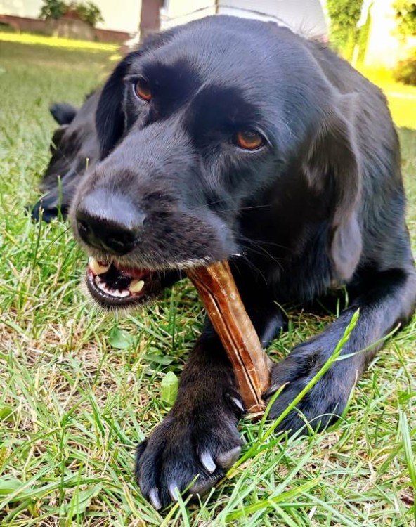 004-OLINGO- kosc-HIPOALERGICZNA-z-konina-13,5-cm-08.jpg