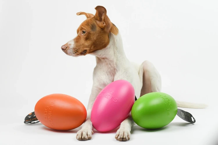 OLINGO-Dog Comets Pan-Stars-05.webp