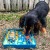 SodaPup Waiting Dogs-06.jpg