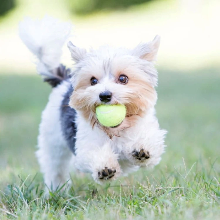 KONG-Air-Squeaker-.jpg