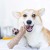 Dogwood Small -09.jpg