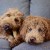 Dogwood Small -07.jpg