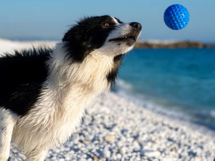 Kiwi Walker BALL Maxi niebieska z psem -02.jpg