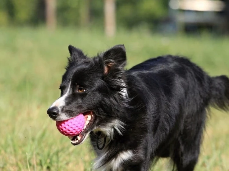 Kiwi Walker BALL Maxi różowa z psem.jpg