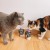 Yow-Up-Cat-02.jpg