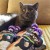 Yow-Up-Cat-03.jpg
