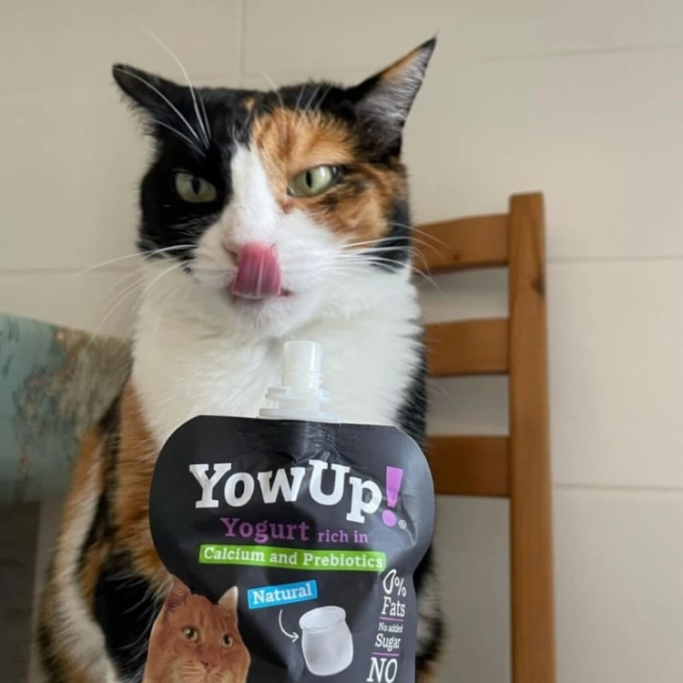 Yow-Up-Cat-05.jpg