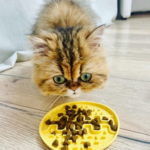 77593377386640f9d1317e3dbb1baf83