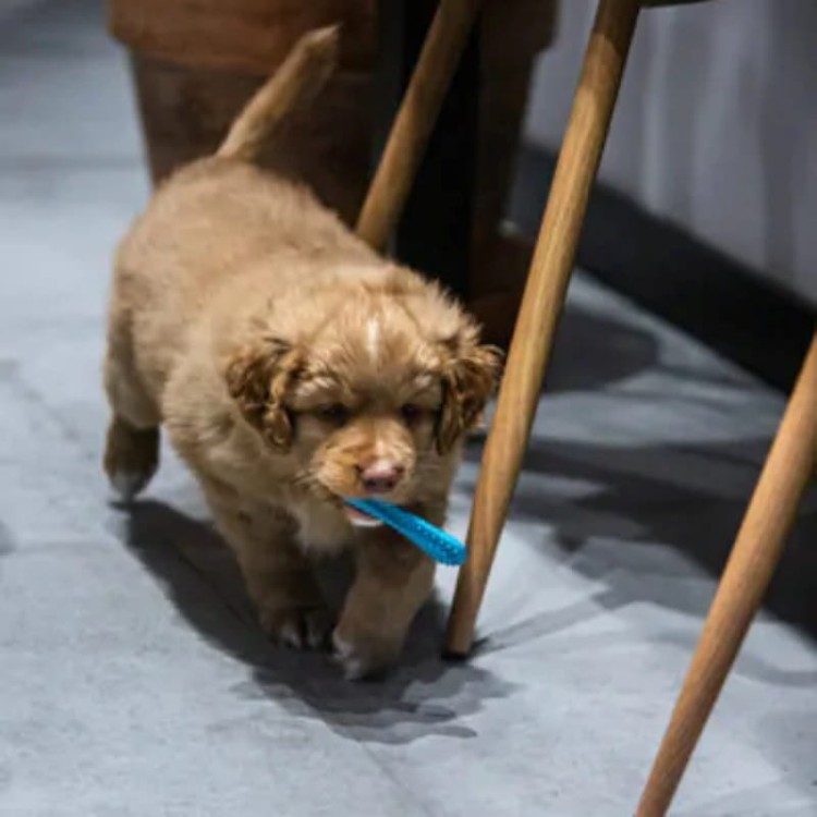 0e32fdcf464ed69de811ae38a5aa931e