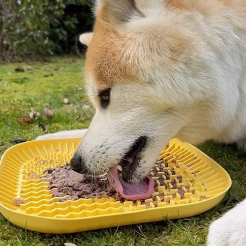 6a1218a206843a703f5f8b5091cc1d74