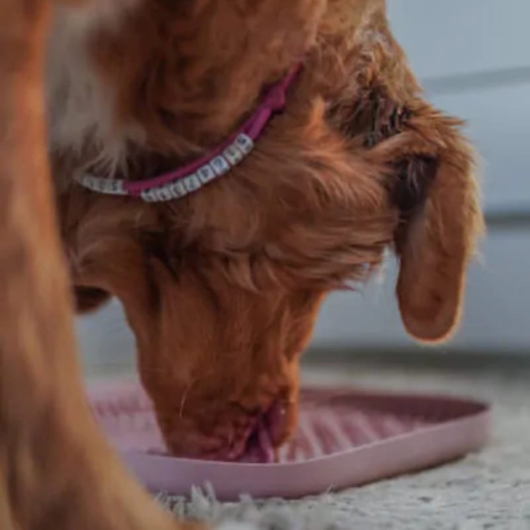 53253c8b3d04780a1ec5d0dba9d582a3