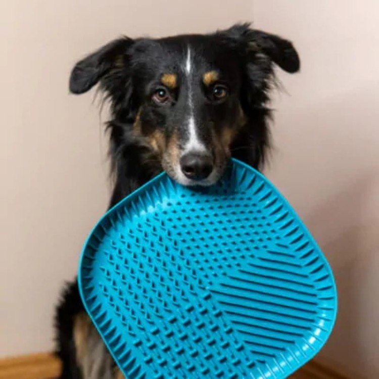 0cc11ece03e0e104ee54704200473b40