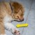 11_Fiboone Puppy_pies-04.jpg