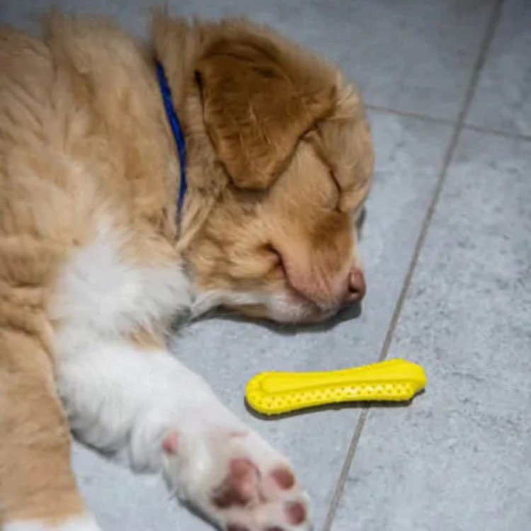 11_Fiboone Puppy_pies-04.jpg