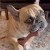 AB-dog-14.jpg