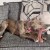 AB-dog-08.jpg