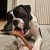 AB-dog-24.jpg