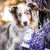 01-DOGS-LOVE-Super-Protect-ochrona-przed-kleszczami-70g-05.jpg