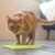 LM-soother-cat-002.jpg