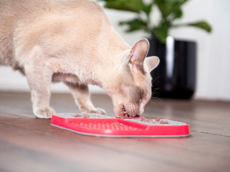 LickimatSlomo_cat_03_34.jpg