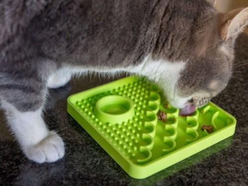 Catster -05.jpg