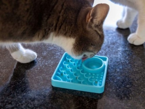 Kitty -06-34.jpg