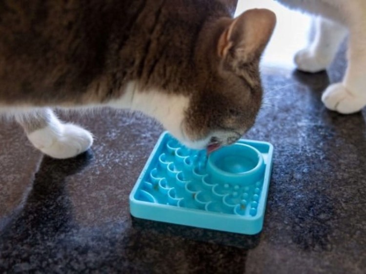 Kitty -06-34.jpg