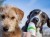 Doggyroller-28-34.jpg
