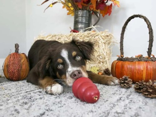 KONG Classic pies_016_34.jpg