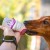 Doggyroller-27.jpg