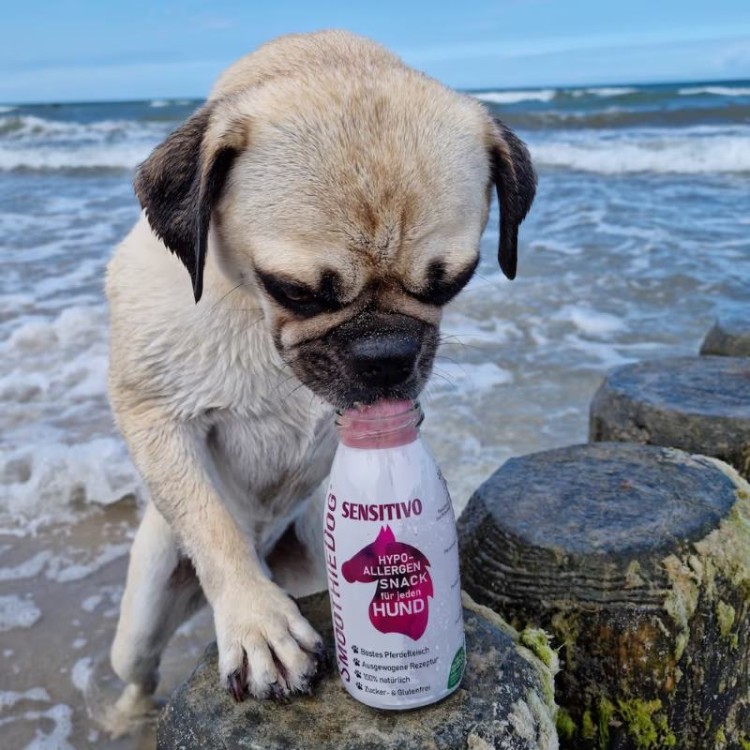 08 - SmoothieDog Konina-03.jpg
