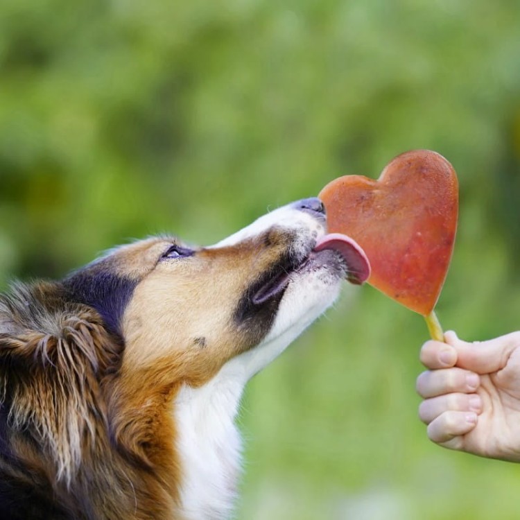 Smoothiedog-forma-do-lodów-06.jpg