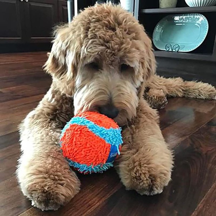 Chuckit INDOOR ball-06.jpg