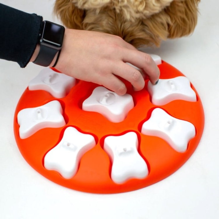 OLINGO-Dog-Smart-Level1-02.jpg