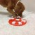 OLINGO-Dog-Smart-Level1-05.jpg
