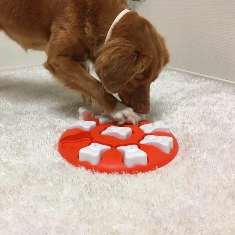 OLINGO-Dog-Smart-Level1-05.jpg