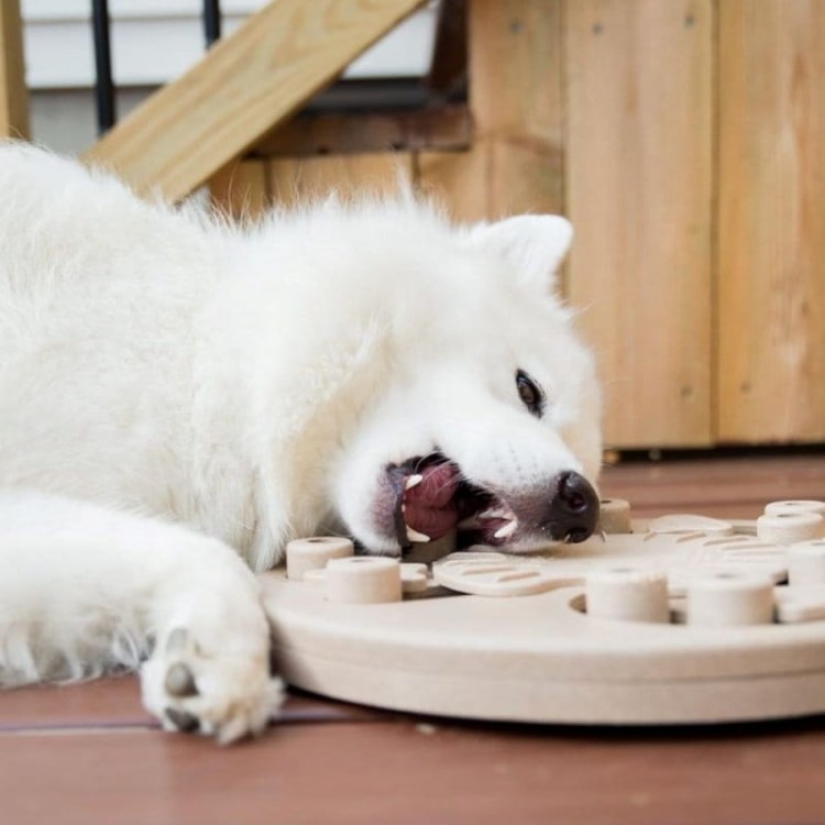 OLINGO_Dog_Worker_03.jpg