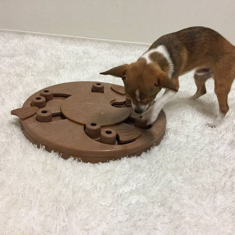 OLINGO_Dog_Worker_06.jpg