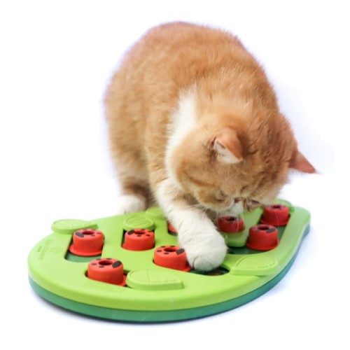 OLINGO_Beggin_out_cat_003.jpg