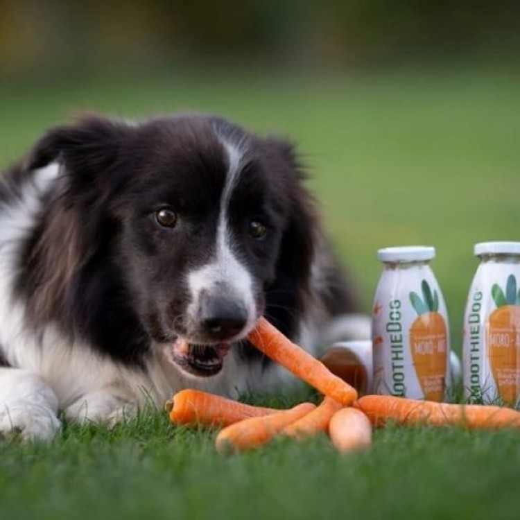 09- Smoothiedog-marchewka -17.jpg