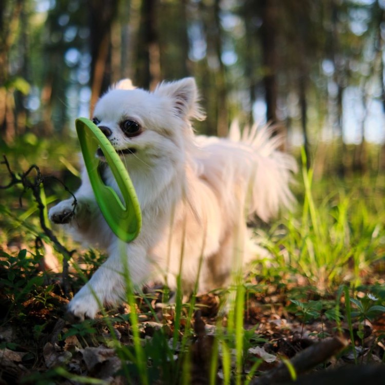 25_fiboo-frisboo-MINI-01.jpg